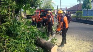 Pohon-Gelodokan-Tumbang-Diserempet-Truk-di-Jembrana-Bali.jpg