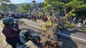 Pohon-perindang-berkuran-besar-tumbang.jpg