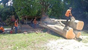 Pohon-pole-yang-tumbang-dilakukan-evakuasi-dengan-memotong-batang-pohon-oleh-BPBD-Tabanan.jpg