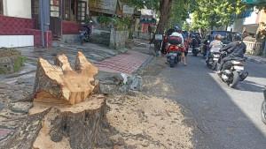 Pohon-yang-ditebang-di-Jalan-Arjuna-Denpasar-karena-terkena-proyek-drainase.jpg