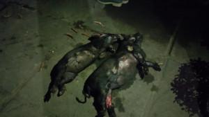 Polisi-bersama-petugas-damkar-saat-memadamkan-api-di-rumah-Made-Dana.jpg
