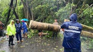 Proses-evakuasi-pohon-tumbang-di-wilayah-Dentim.jpg