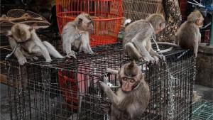S-Penjual-Monyet-Ekor-Panjang-Jadi-Tersangka-Dikenakan-Denda-Rp-500-Ribu-atau-Pidana-7-Hari.jpg