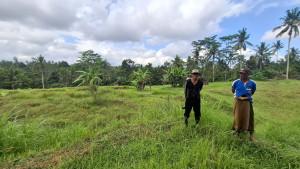 Sawah-Ditumbuhi-Belukar-dan-Ilalang-Petani-Subak-Tohpati-Bali-5-Tahun-Nantikan-Perbaikan-Irigasi.jpg