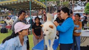 Suasana-kontes-anjing-Kintamani-pada-Sabtu-6-Mei-2023.jpg