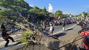 TUMBANG-Pohon-perindang-berukuran-besar-tumbang-hingga-menutup-badan.jpg