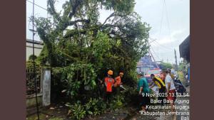 Tim-Reaksi-Cepat-BPBD-Jembrana-saat-melakukan-penanganan-pohon-tumbang-78.jpg
