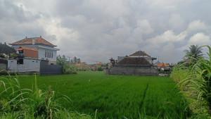 Wajah-persawahan-di-Kabupaten-Gianyar-Bali-yang-saat-ini-terhimpit-bangunan-modern.jpg