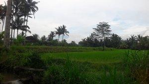Wajah-pertanian-di-Tegalalang-Gianyar-Bali.jpg