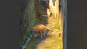 anjing-boker-di-samping-cairan-merah-yang-dipercaya-bisa-menangkal-anjing-berak.jpg