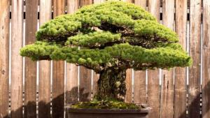 bonsai-ratusan-tahun.jpg