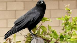 burung-gagak_20161020_151650.jpg