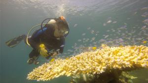 diving_20160725_130515.jpg