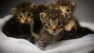 foto-ilustrasi-tiga-anak-kucing-yang-baru-lahir.jpg