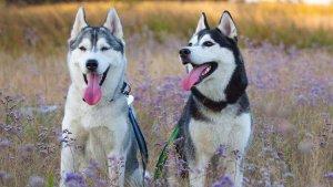 ilustrasi-anjing-husky.jpg
