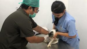pemeriksaan-awal-terhadap-seekor-kucing.jpg