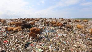sapi-mencari-makan-di-sampaj_20150917_114047.jpg
