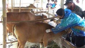 vaksin-sapi-337.jpg