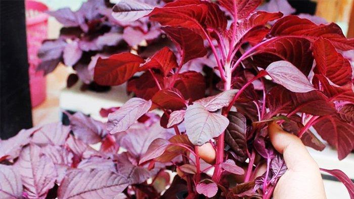 10-Manfaat-Kandungan-dan-Efek-Samping-Bayam-Merah-Sayuran-Superfood-Cocok-Buat-Tambah-HB.jpg