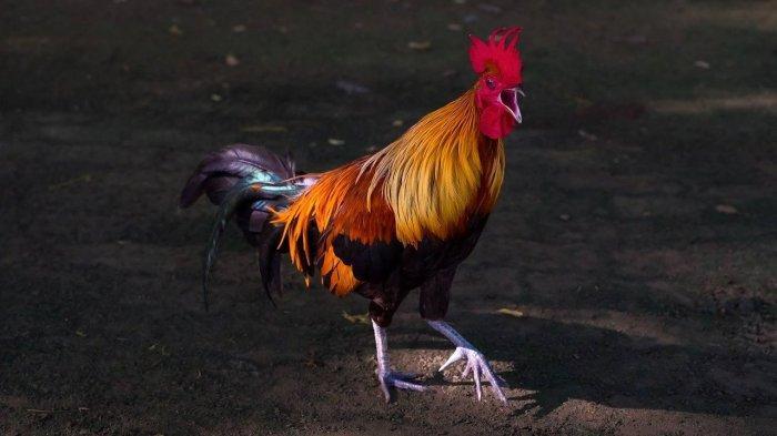 11-Arti-Mimpi-Tentang-Ayam-Melambangkan-Kesejahteraan.jpg