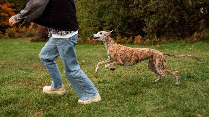 7 Arti Mimpi Dikejar Anjing: Menghadapi Situasi yang Membuat Anda Merasa Terancam atau Cemas