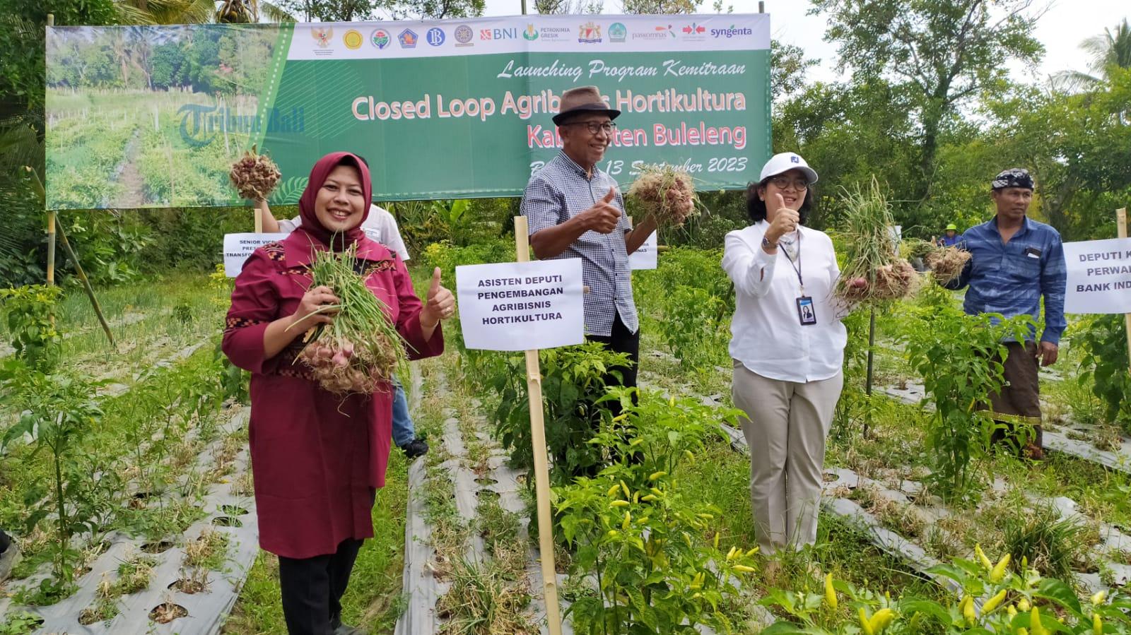 Kemenko Buat Demplot Cabai dan Bawang di Buleleng, Kerjasama Dengan Paskomnas Serap Produk Petani