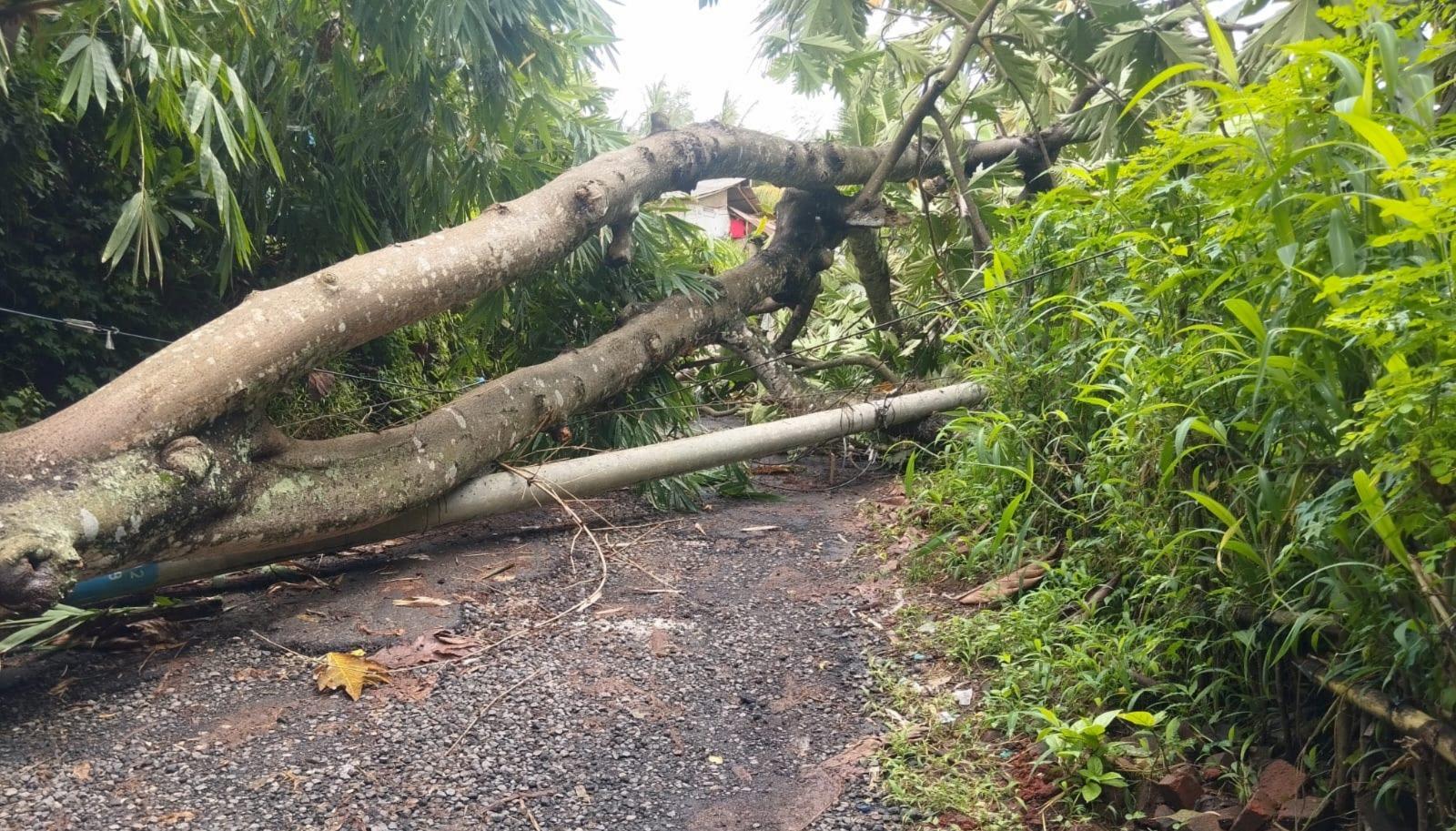 Bencana-Pohon-tumbang-mengganggu-jaringan-PLN-di-Kabupaten-Gianyar-Bali.jpg