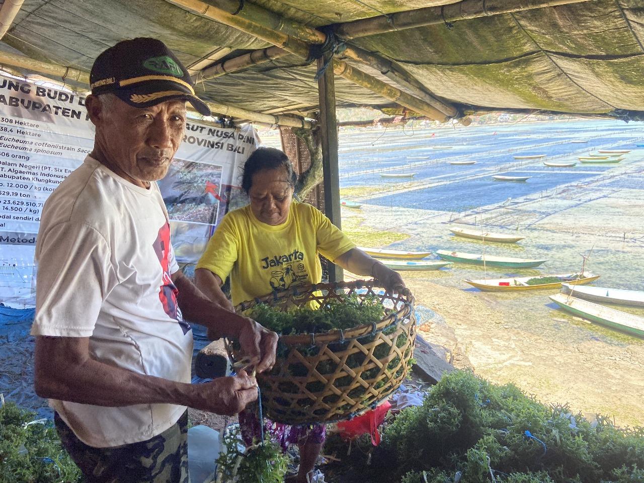 Budidaya-Rumput-Laut-Kembali-Digandrungi-Usai-Pandemi-Sebulan.jpg