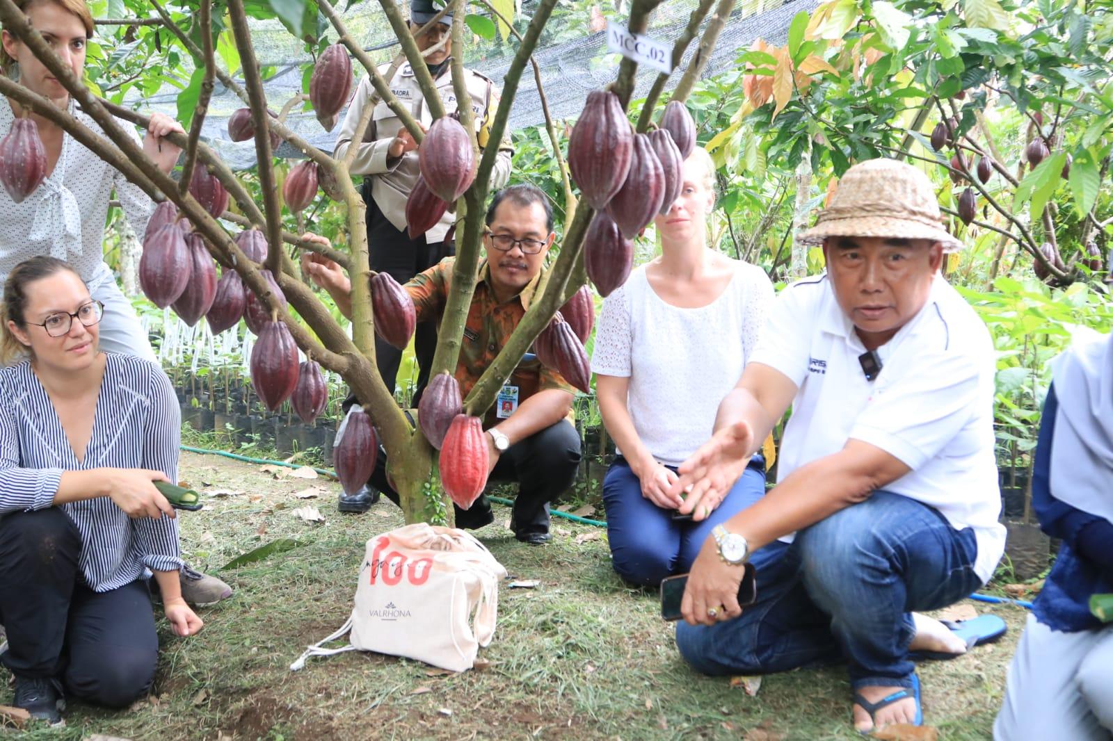 Bupati Nengah Tamba Dukung Program Tractions untuk Kembangkan Kakao Fermentasi Jembrana