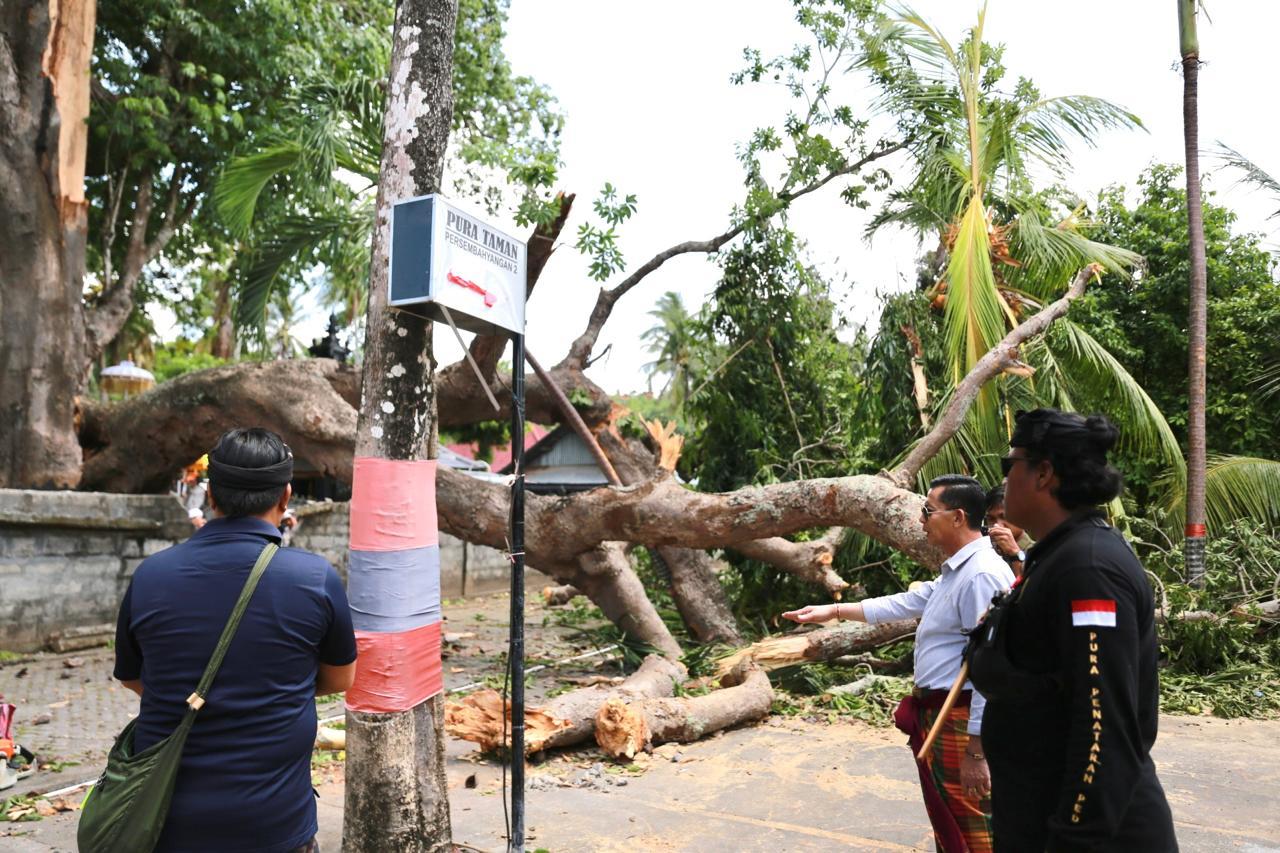 MAUT Pohon Tumbang di Pura Segara Penataran Ped, 5 Korban Dipulangkan, Bupati Klungkung Minta Ini