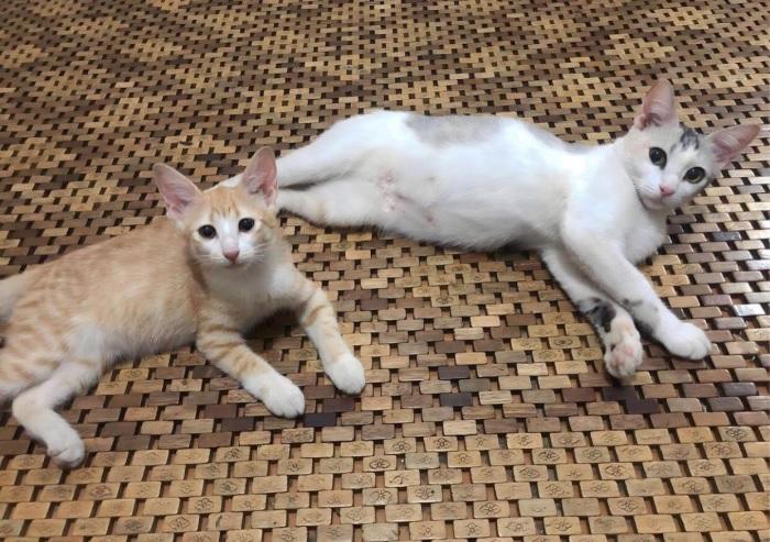 Cat-Lovers-Wajib-Tahu-Berikut-Mitos-dan-Fakta-Soal-Kucing-Serta-Penjelasannya.jpg