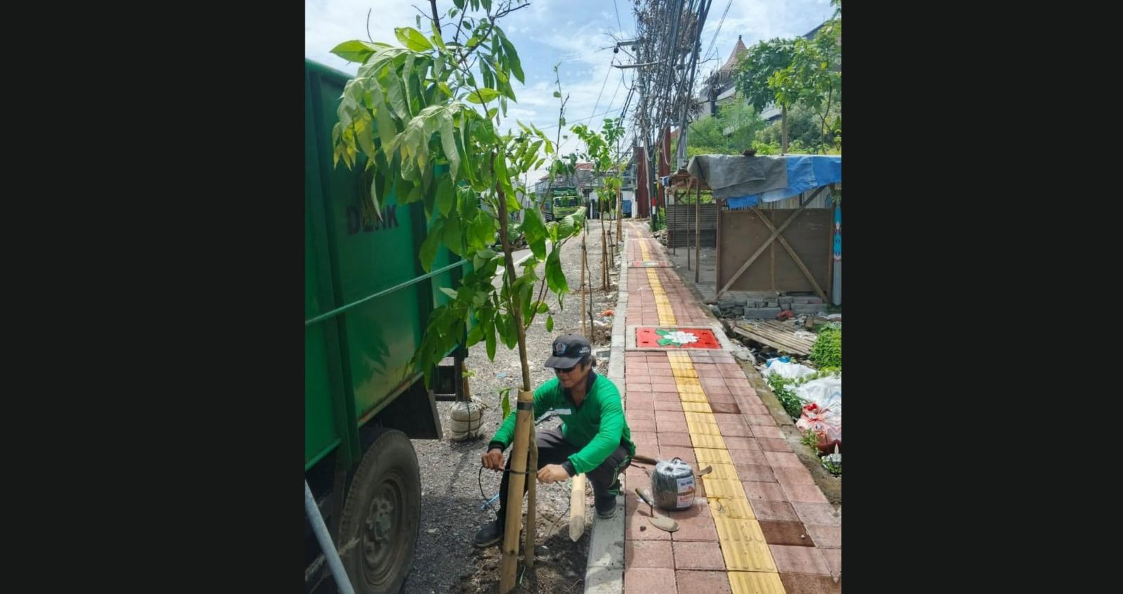 DLHK-Denpasar-Bali-Lakukan-Penanaman-Pohon-Perindang-di-Pinggir-Jalan-Tersedia-500-Bibit.jpg