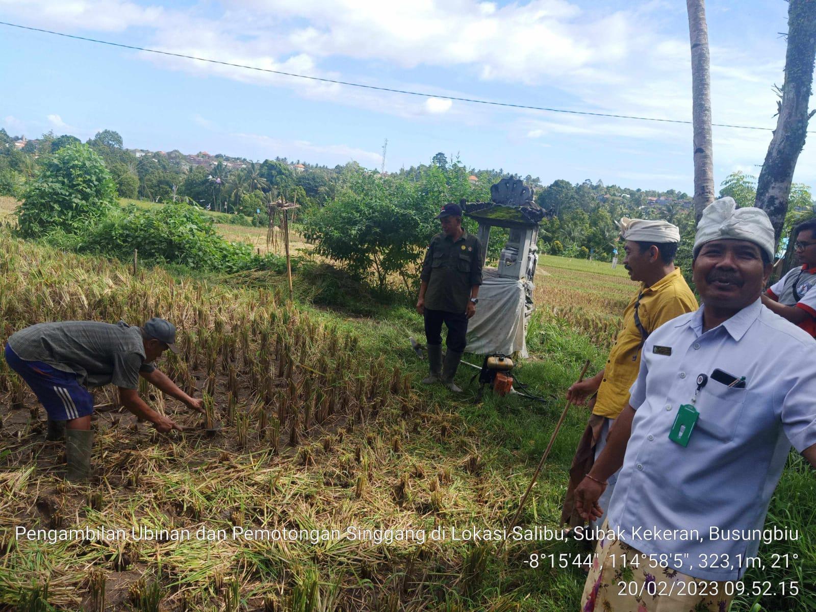 Dinas-Pertanian-Buleleng-saat-uji-coba-penanaman-padi-dengan-metode-Salibu.jpg