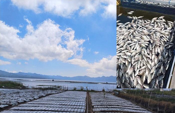 Fenomena-ribuan-ikan-di-Danau-Batur-896.jpg