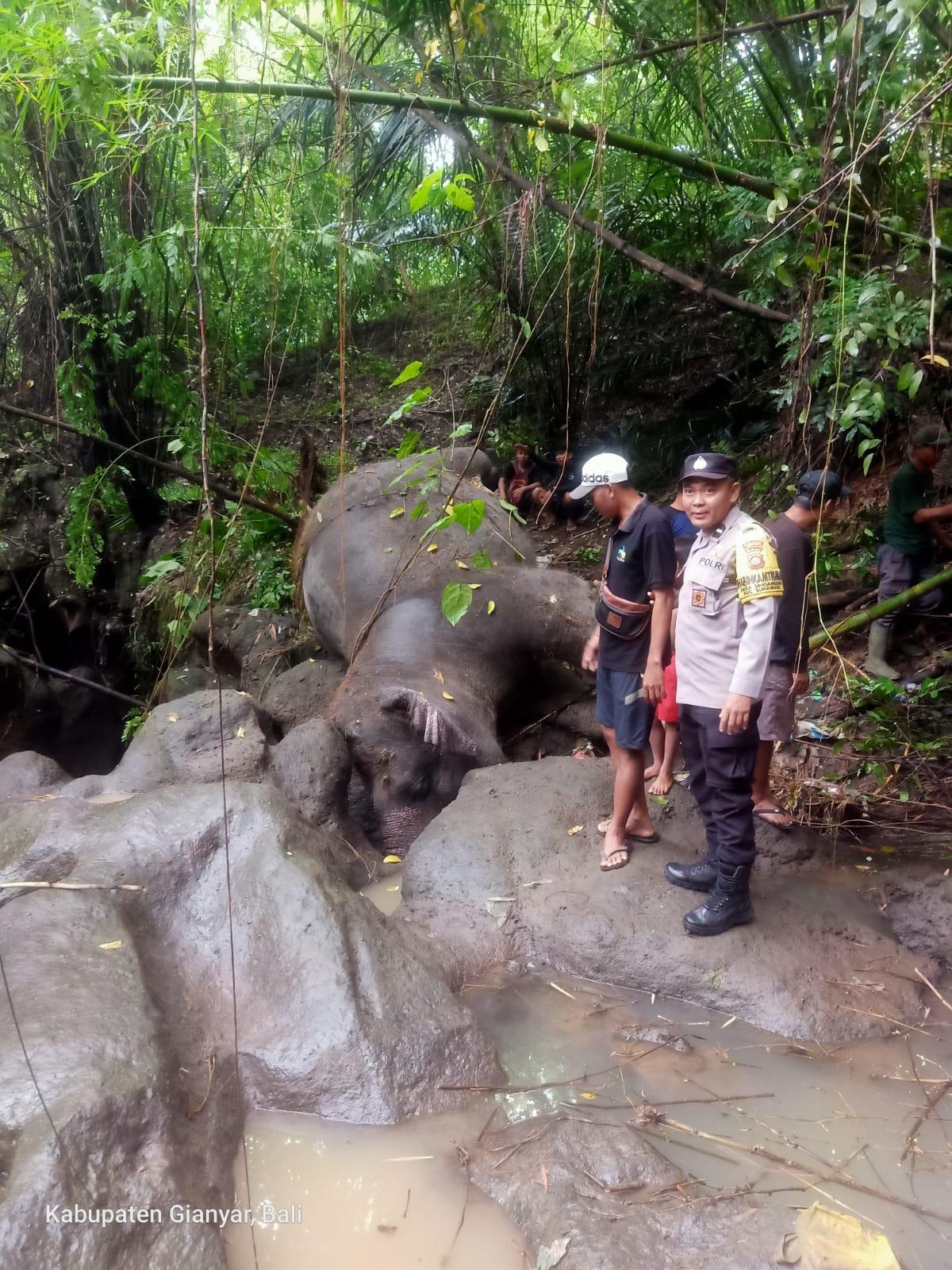 Gajah-Bali-Zoo-ditemukan-tewas-di-sungai-kawasan-Desa-Guwang.jpg