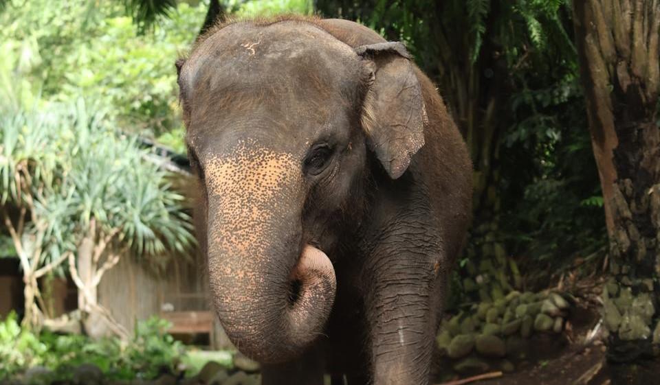 Apa Itu Gajah Moly? Ini Nih Hewan Bali Zoo yang Hanyut Akibat Banjir Bandang, Ternyata Jawa Tengah