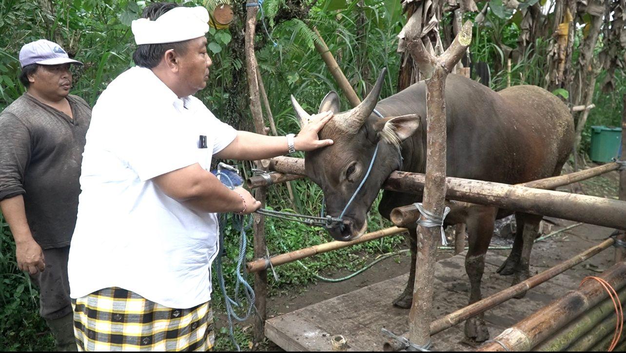 Harapkan Bersaing dengan Sapi Impor, Anggota DPR RI I Nyoman Parta Genjot Program Penggemukan Sapi