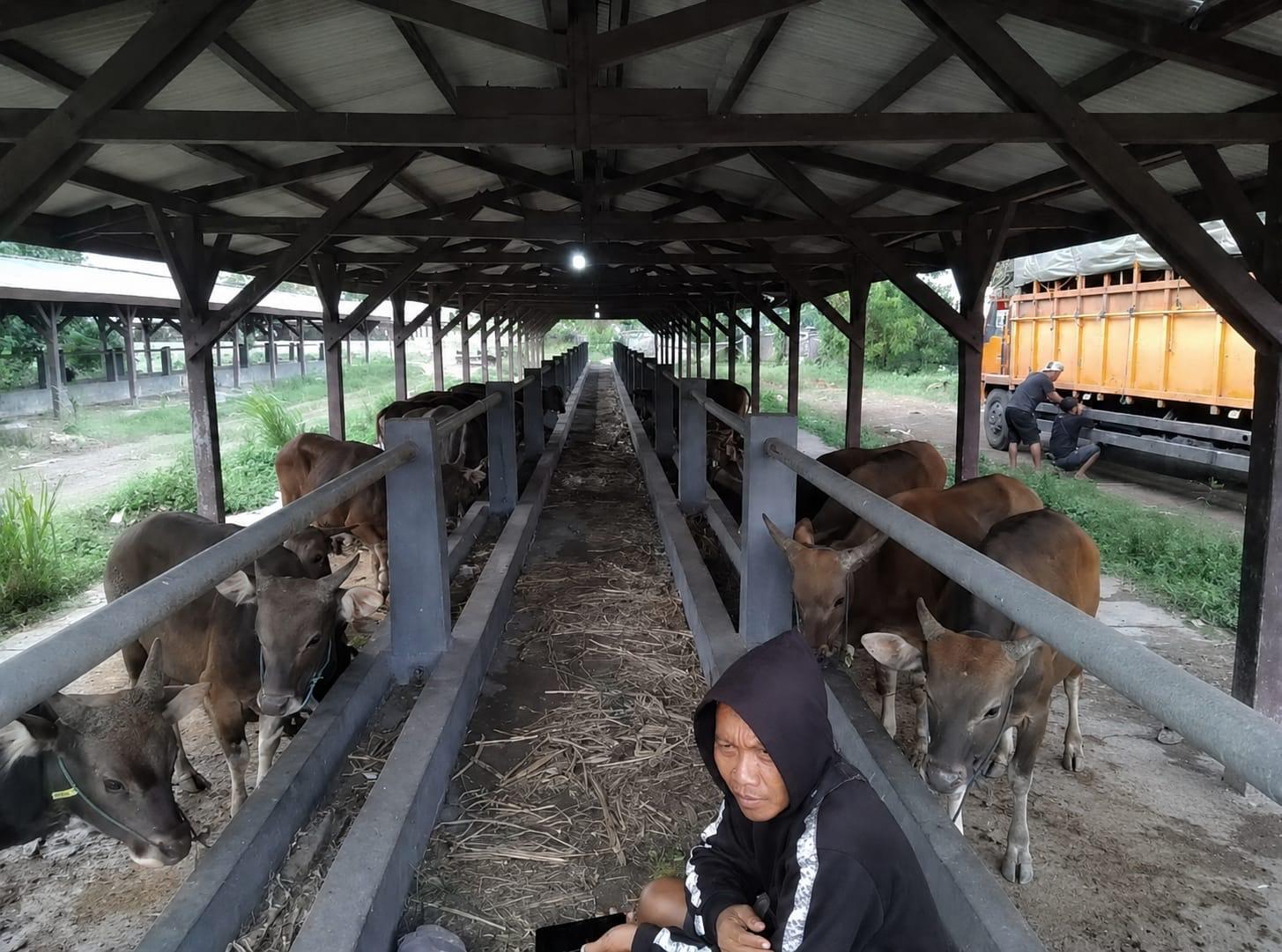 Hendak-Dikirim-ke-Lampung-25-Sapi-Tertahan-di-Gilimanuk-Bali-Karena-Dokumen-Palsu.jpg