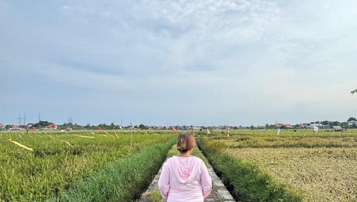 278 Ha Lahan Sawah Hilang, Alih Fungsi Lahan Kian Massif dalam Lima Tahun Terakhir