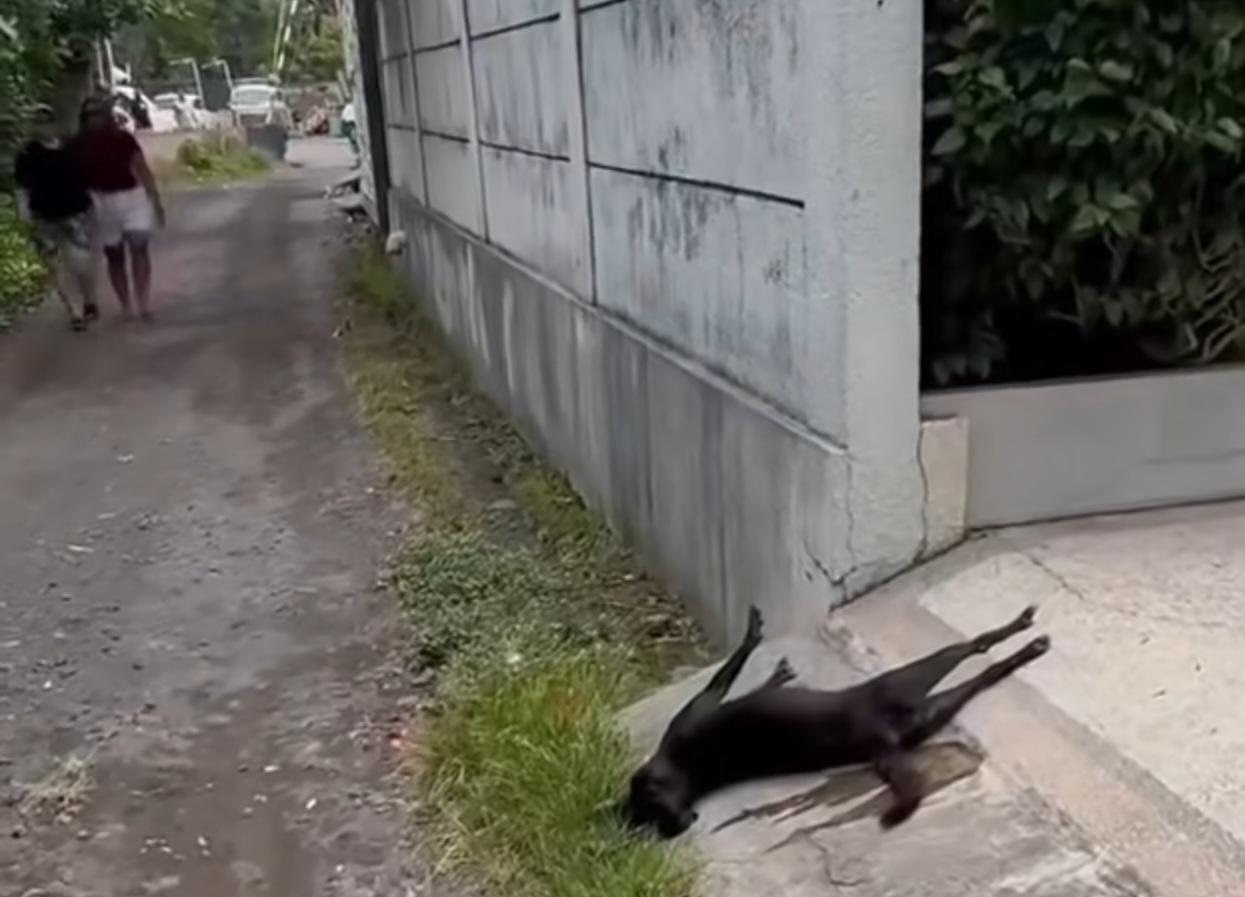 Induk-anjing-mati-setelah-dielimiansi-di-Banjar-Biaslantang-Kaler-Desa-Purwa-Kerthi.jpg