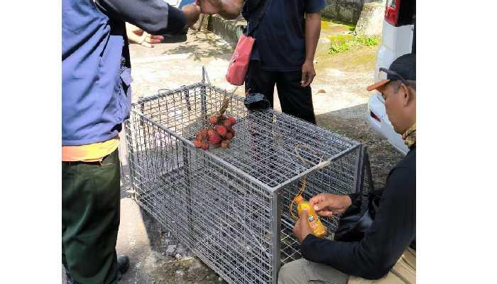 Jebakan-kandang-yang-dibuat-untuk-menangkap-monyet-liar.jpg