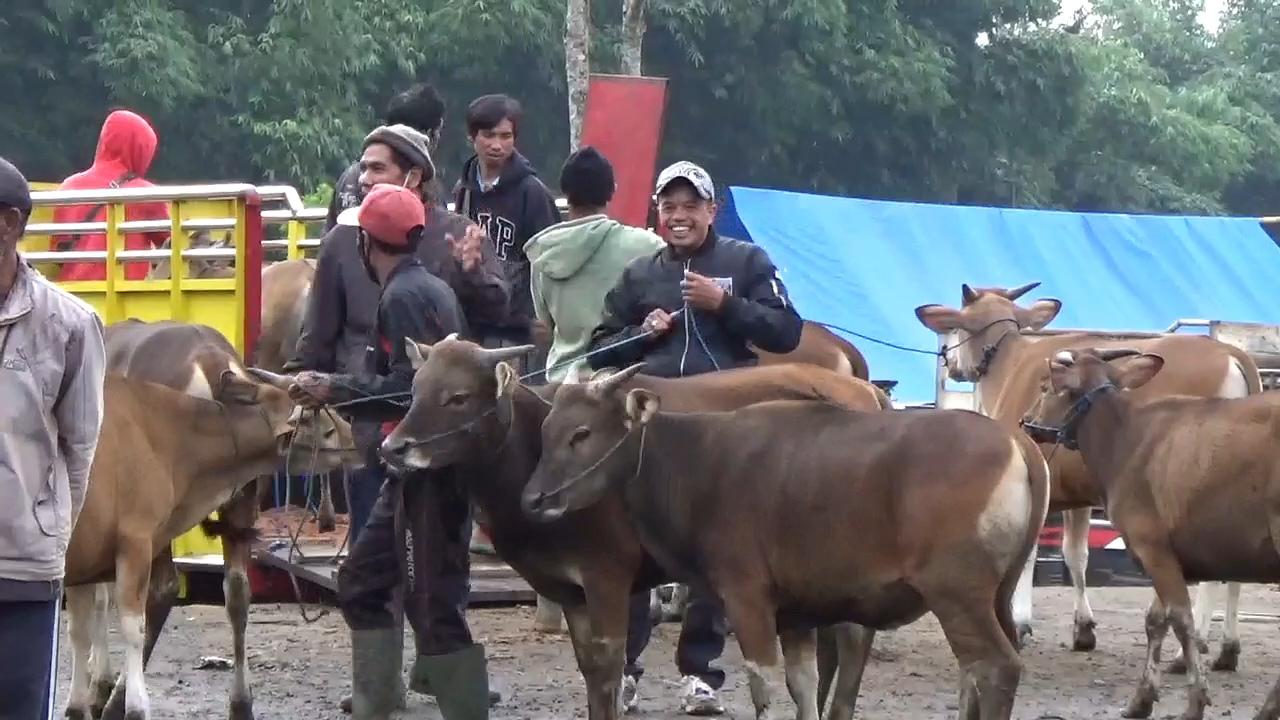 Jelang-Idul-Adha-Dinas-PKP-Bangli-Bali-Kerahkan-13-Medik-Veteriner-Awasi-Hewan-Kurban.jpg