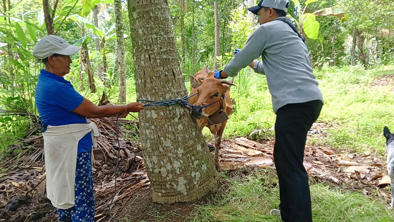Jembrana-Bali-Terima-Laporan-22-Ekor-Sapi-Suspek-LSD-Petugas-Ambil-Sampel.jpg