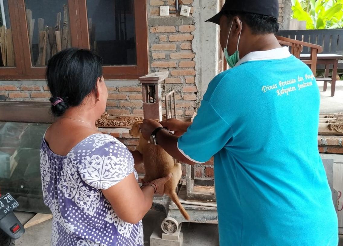 Jembrana-Catat-13-Kasus-Anjing-Positif-Rabies.jpg
