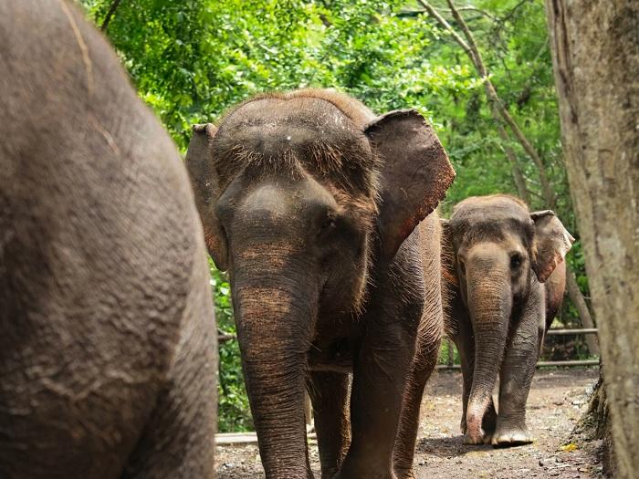 Kawanan-gajah-Sumatera-yang-ada-di-Bali-Zoo-aefc.jpg