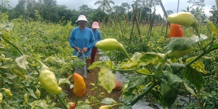 Kebun-cabai-di-wilayah-Bangli-Pemerintah-Bangli-berencana-membuat-program-pengembangan.jpg