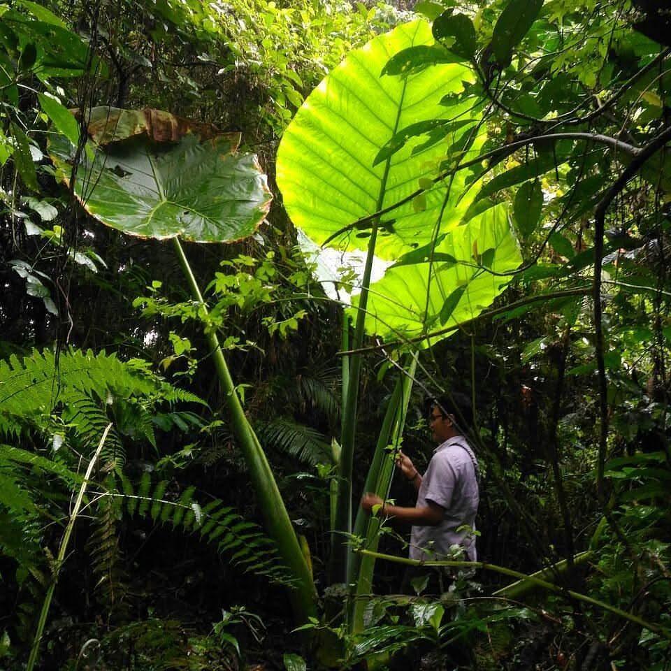 Kebun raya: Suasana alami Kebun Raya Gianyar, Bali. Brin Ingatkan agar Kebun Rakyat Gianyar Tidak Diutak-Atik. Badan Riset dan Inovasi Nasional Ingatkan Agar Kebun Rakyat Gianyar Tidak Diutak-atik