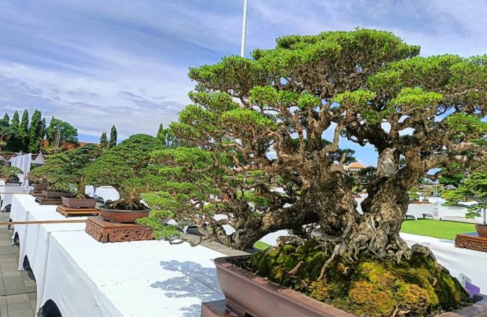 Ratusan Bonsai Berkelas Manjakan Pengunjung Alun-alun Gianyar