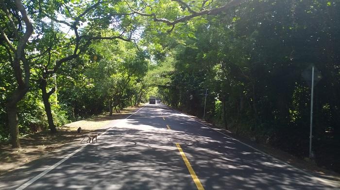 BPBD Jembrana Siagakan Pos Darurat di Kawasan Hutan Cekik, Antisipasi Bencana Alam di Jalur Mudik