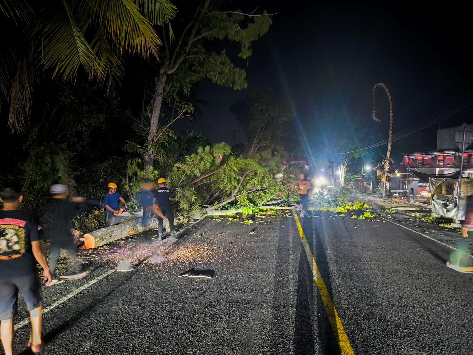 Lapuk, Pohon Setinggi 15 Meter Tumbang di Jalan Denpasar-Gilimanuk Bali, Lalu Lintas Terganggu - Tribun-bali.com